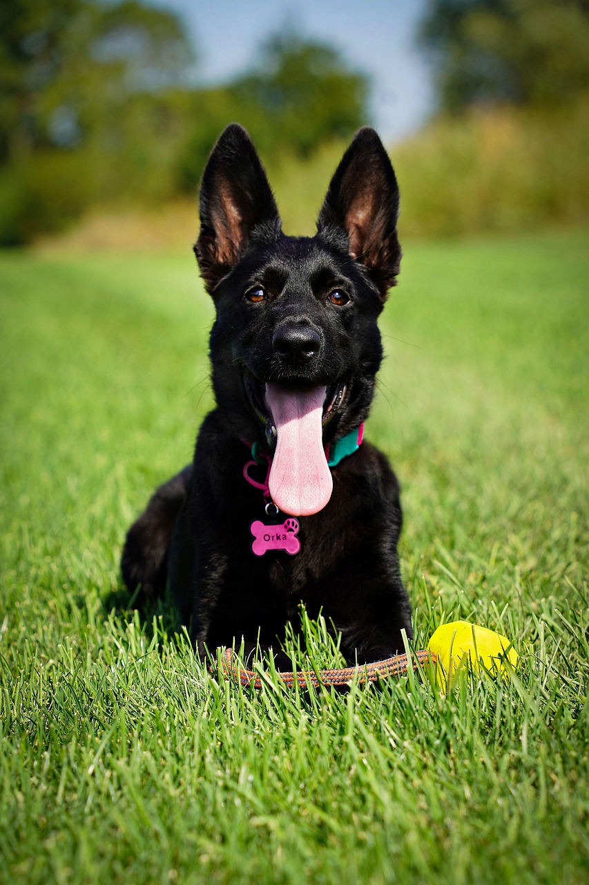 german shepherd, dog, lawn, animal, pet, canine, grass, outdoors, nature, meadow